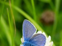 Hauhechel Bläuling Männchen